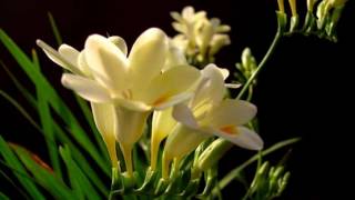 Freesia flower HD1080p [upl. by Ahseem]