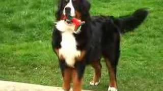 JollyBernese Mountain Dog [upl. by Kizzie850]