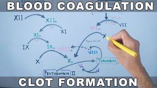 Coagulation Cascade  Intrinsic and Extrinsic Pathway [upl. by Ottavia]