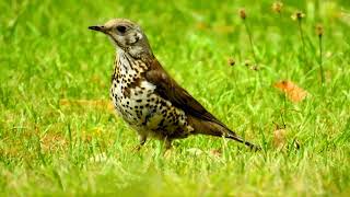 Mistle Thrush Singing by the SeaTurdus Viscivorus [upl. by Merrick]