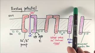 A2 Biology  Resting potential and action potential OCR A Chapter 134 [upl. by Enoval]