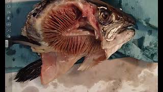 Fish Gill Dissection  A Level Biology Required Practical [upl. by Zelten]