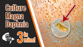 How to culture DAPHNIA MAGNA  The easy way [upl. by Ttsepmet704]