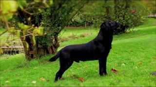 Black Labrador working gundog [upl. by Ahsinam611]