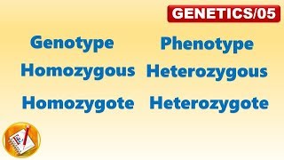 Genotype Phenotype Homozygous Heterozygous Homozygote Heterozygote FLGenetics05 [upl. by Thorlay]