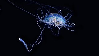 The Hungry Jellyfish [upl. by Nomyar]