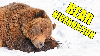 Bear Hibernation – Alaska Bear Hibernation Facts [upl. by Tymothy]