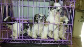 Excited Puppies Shih tzu Puppy Dog Barking Sounds [upl. by Aihsetal350]