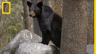 Des oursons noirs grimpent aux arbres [upl. by Rachelle642]