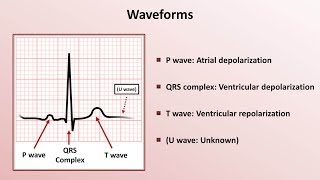 Intro to EKG Interpretation  Waveforms Segments and Intervals [upl. by Annaik321]