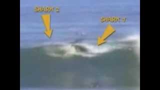 Surfer Attacked by Two Sharks [upl. by Danzig426]