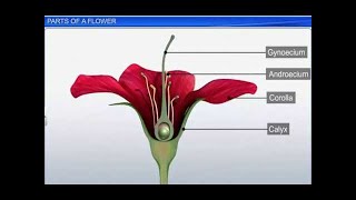 CBSE Class 11 Biology  Parts of a Flower  By Shiksha House [upl. by Ardnaet]