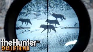 Atak wilków  theHunter Call of the Wild 57 [upl. by Parnas]