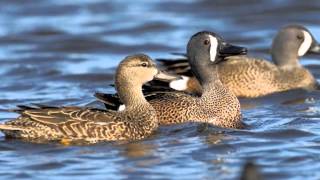 Bluewinged Teal  Duck Species Profile [upl. by Ahsienahs652]