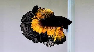 10 Most Beautiful Betta Fish in the World [upl. by Jumbala]