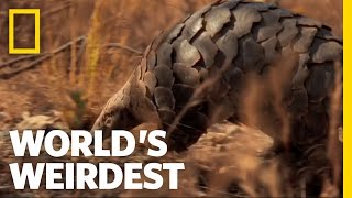 Pangolin  Worlds Weirdest [upl. by Kella231]