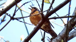 Varied Thrush Singing [upl. by Crotty254]