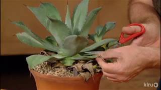 How to Prune Agaves Jeff Pavlat Central Texas Gardener [upl. by Vera]