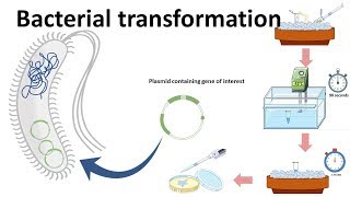 Bacterial transformation [upl. by Onaimad]