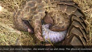 Pangolin Birth [upl. by Naliorf]