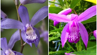 Bletilla striata 白芨兰 [upl. by Chafee]