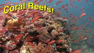 Coral Reef Biology  JONATHAN BIRDS BLUE WORLD [upl. by Lucille]