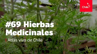 69 Hierbas medicinales  Atlas Vivo de Chile [upl. by Moureaux]