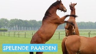 Paarden die in de wei spelen [upl. by Nolla]