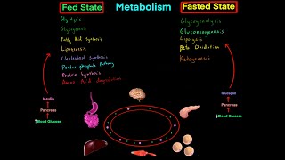 Fed State vs Fasted State Metabolism MCAT EVERYTHING YOU NEED TO KNOW BIOCHEMISTRY MCAT [upl. by Somar299]