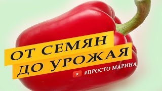 Перец сладкий Выращивание перца от семян до урожая [upl. by Itsrejk]