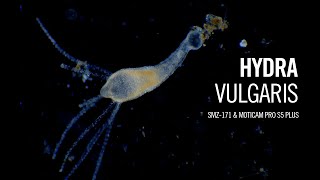 Hydra vulgaris  by Motic Europe [upl. by Madeline62]