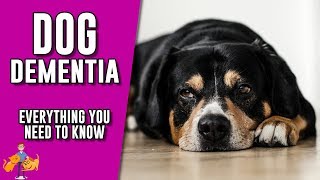 Canine Dementia everything you need to know about senility in dogs [upl. by Adnahsar]