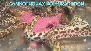 Gymnothorax polyuranodon [upl. by Charron]