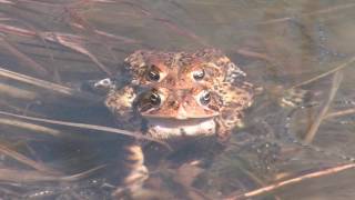 Mating toads in Spring [upl. by Noicpesnoc837]