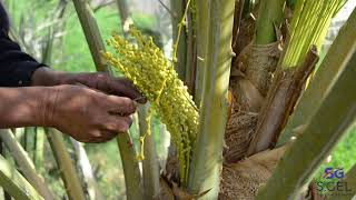 Date Palm Pollination Easy and Effective Method [upl. by Piks217]