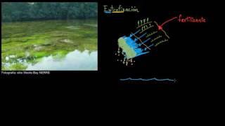 Eutrofización y zonas muertas  Biología  Khan Academy en Español [upl. by Ahmed]