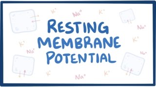 Resting membrane potential  definition examples [upl. by Ekoorb132]