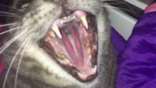 Cat hissing [upl. by Edlyn]