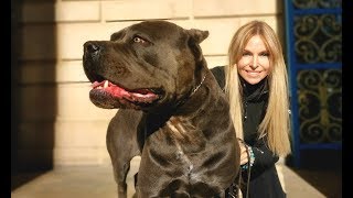 THE CANE CORSO  POWERFUL ROMAN DOG OF WAR [upl. by Ginzburg]