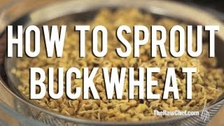 How to Sprout Buckwheat [upl. by Ohcamac]