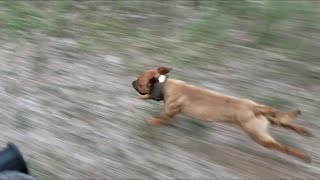 Patterdale terriers [upl. by Raoul]