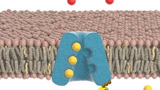 Sodiumpotassium pump Animation [upl. by Hartwell365]