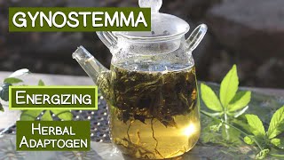 Gynostemma Tea Long Revered Herbal Adaptogen [upl. by Chae884]