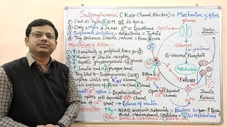 Diabetes Mellitus Part10 Mechanism of Action of Sulfonylurease  Antidiabetic Drugs  Diabetes [upl. by Nichola]