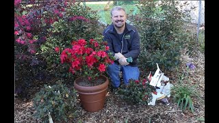 How to Fertilize Your Encore Azaleas [upl. by Aikemot]