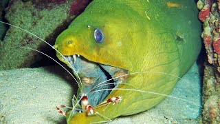 Facts The Green Moray Eel [upl. by Fitzhugh]