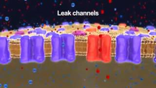 Neurophysiology Resting Membrane Potential 2014 YouTube [upl. by Arnulfo]