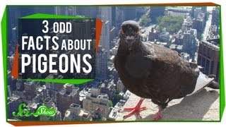 3 Odd Facts About Pigeons [upl. by Biamonte]