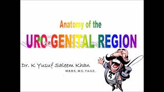 Anatomy of UroGenital Region  Dr Yusuf [upl. by Hsot454]