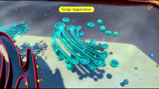 Practicallys Concepts  Golgi Apparatus  LearnPractically [upl. by Elrem17]